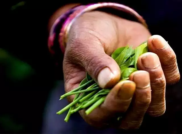 钱不如存茶——光芒普洱茶AG真人游戏平台入口存(图2)