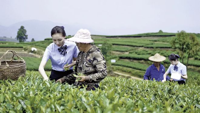 场：下一个增长点将会是……AG真人国际聚焦白茶未来市(图3)