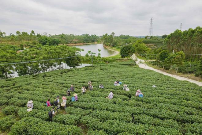 茶加工技术团体标准发布AG真人网站廉江红乌龙(图1)