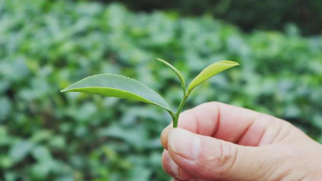 茶加工技术团体标准发布AG真人网站廉江红乌龙(图2)