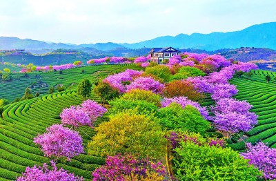 连山海 茗香飘两岸AG真人平台茶缘(图3)